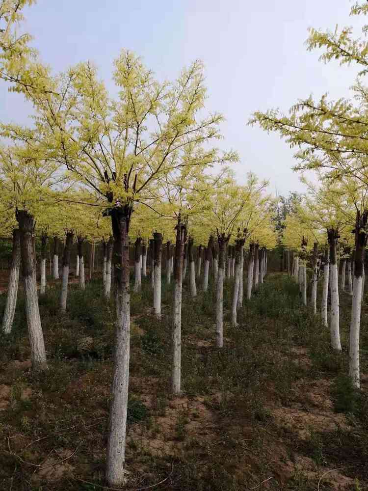 已嫁接金枝槐价格 金枝槐批发 金枝槐基地——绿芸园艺