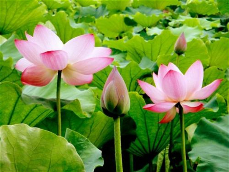 荷花种子批发价格  荷花种子市场价格  找华彬