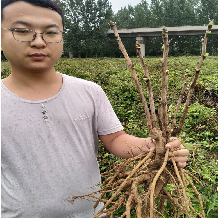 菏泽观赏芍药苗|观赏牡丹苗|囯磊观赏牡丹持续供应