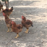 包头市达尔罕茂明安联合旗-公鸡养殖--自然养殖