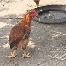 呼伦贝尔扎兰屯市-公鸡养殖--自然养殖