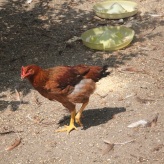 呼伦贝尔市阿荣旗-草鸡养殖--绿色养殖