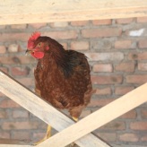 呼伦贝尔市莫力达瓦达斡尔族自治旗-草鸡养殖--绿色养殖