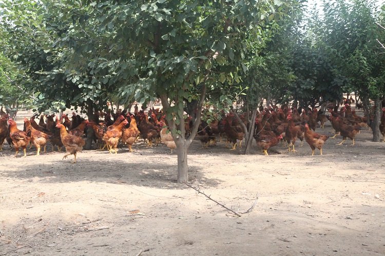呼伦贝尔市新巴尔虎右旗-草鸡养殖--绿色养殖