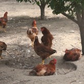 赤峰市阿鲁科尔沁旗-公鸡养殖--绿色养殖