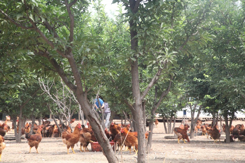 赤峰市克什克腾旗-公鸡养殖--绿色养殖