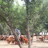 赤峰市克什克腾旗-公鸡养殖--绿色养殖