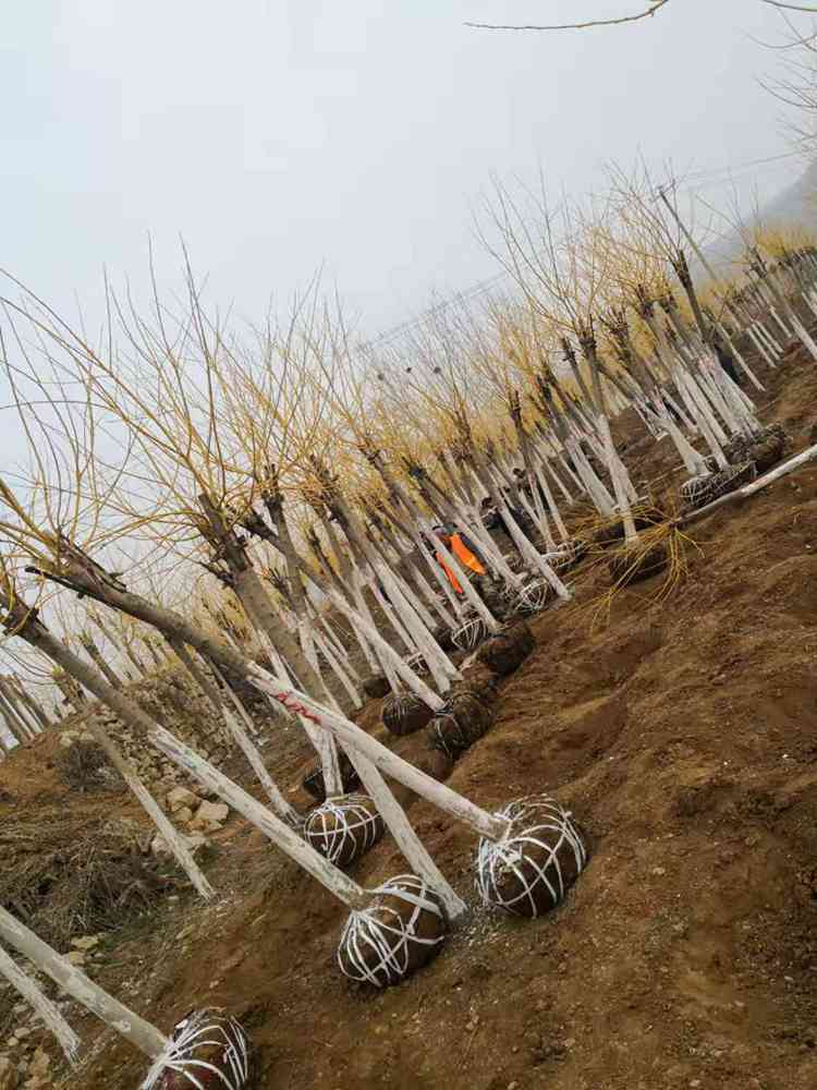 绿芸大量批发金枝槐 已嫁接金枝槐树苗供应