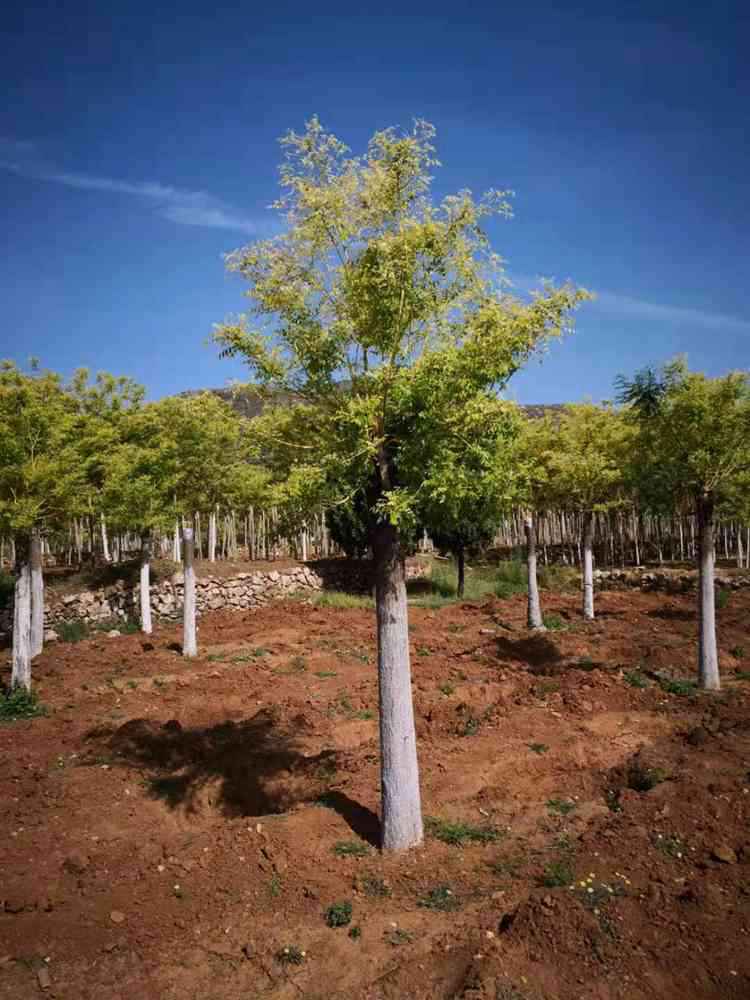 金枝槐种植场 金枝槐批发基地——绿芸