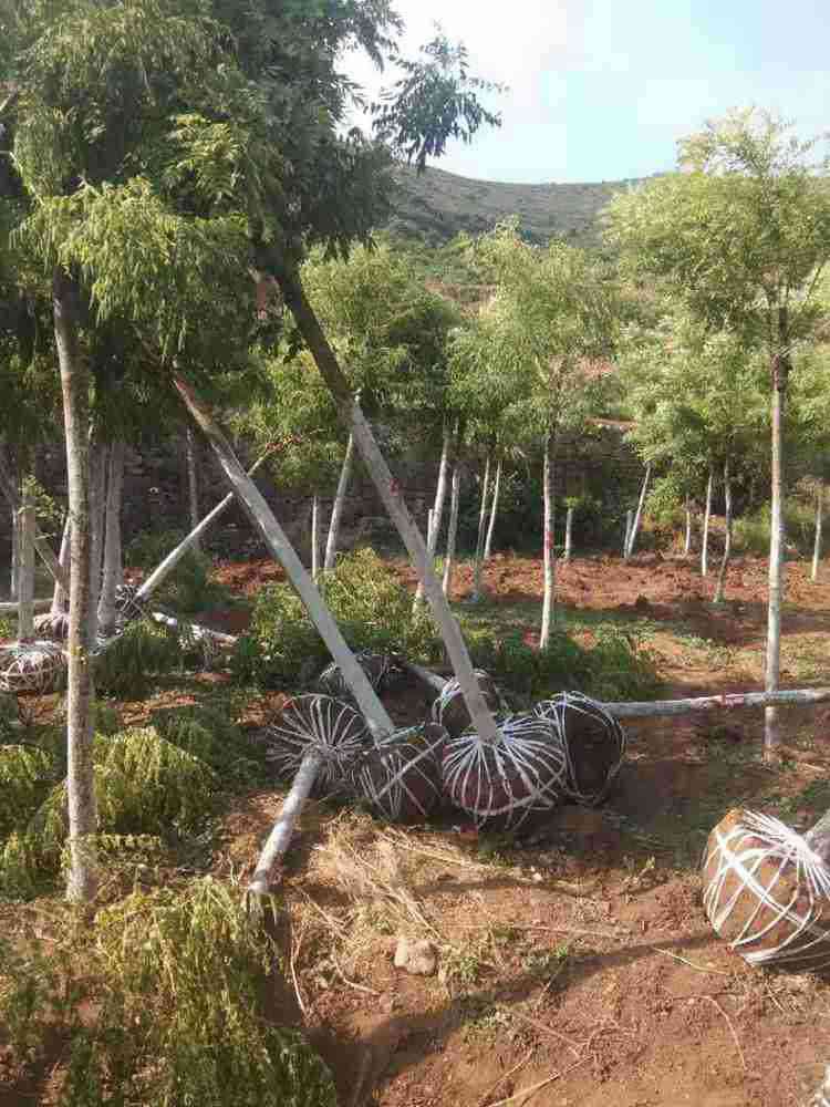 金枝槐 基地种植 大量风景绿化金枝槐黄金槐树苗