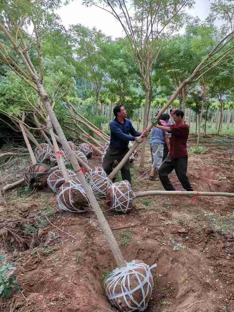 黄金槐批发基地 黄金槐种植基地 量大价优