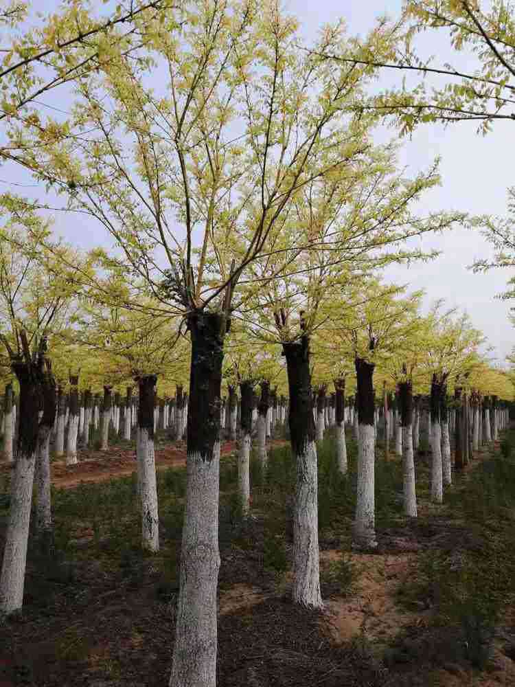 黄金槐种植场 8-10公分黄金槐批发价格——绿芸