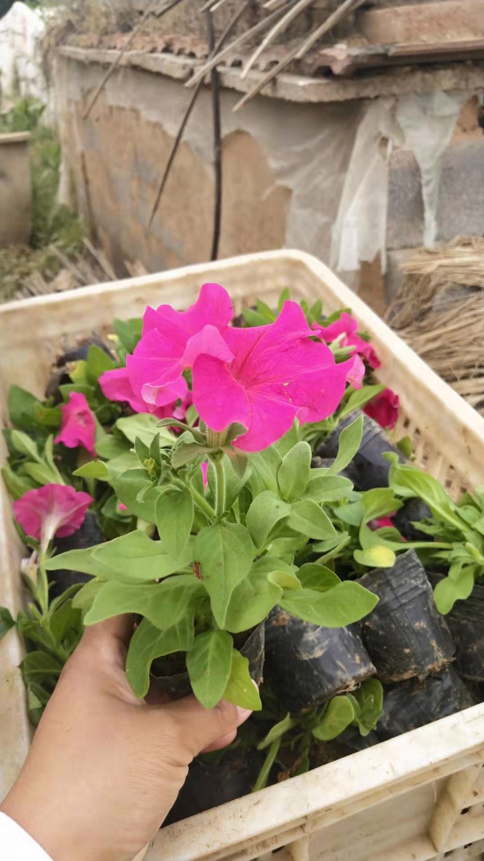 牵牛价格 山东牵牛种植基地 牵牛报价 宏胜花卉 牵牛大量批发