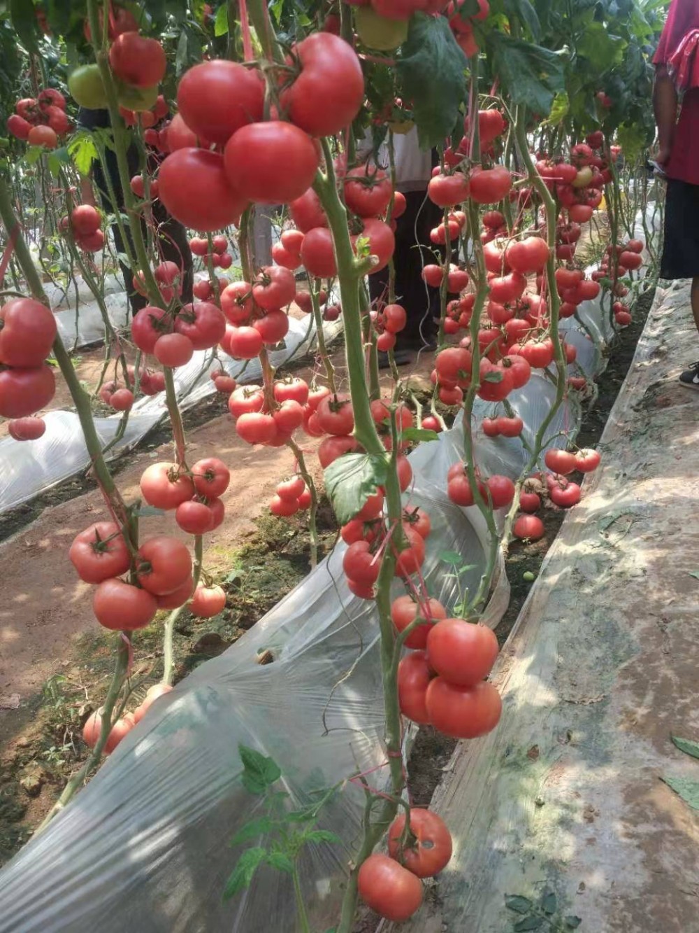 越冬西红柿深粉抗病毒大果西红柿种植技术西红柿管理