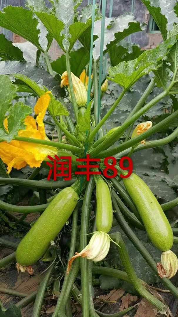 西葫芦种子越冬西葫芦种子耐寒西葫芦种子