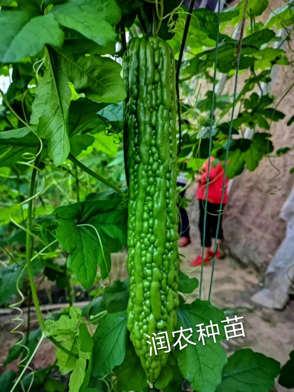 杂交苦瓜苗绿苦瓜苗高产苦瓜苗