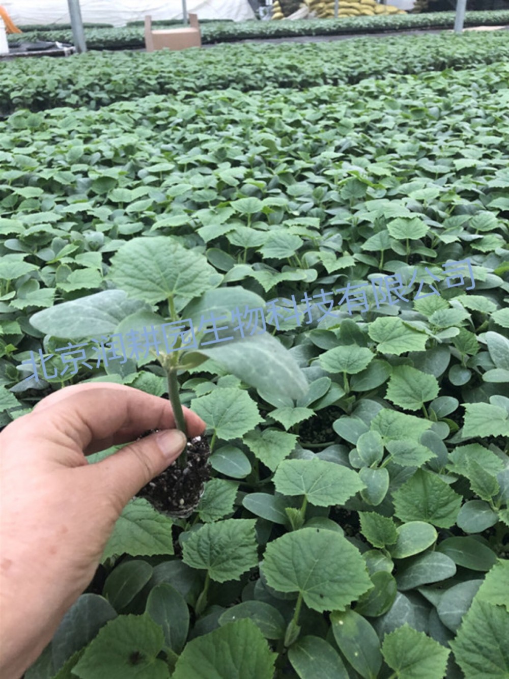 强雌嫁接黄瓜种苗早春秋延种植品种膨瓜快色泽油亮   “津早园润”