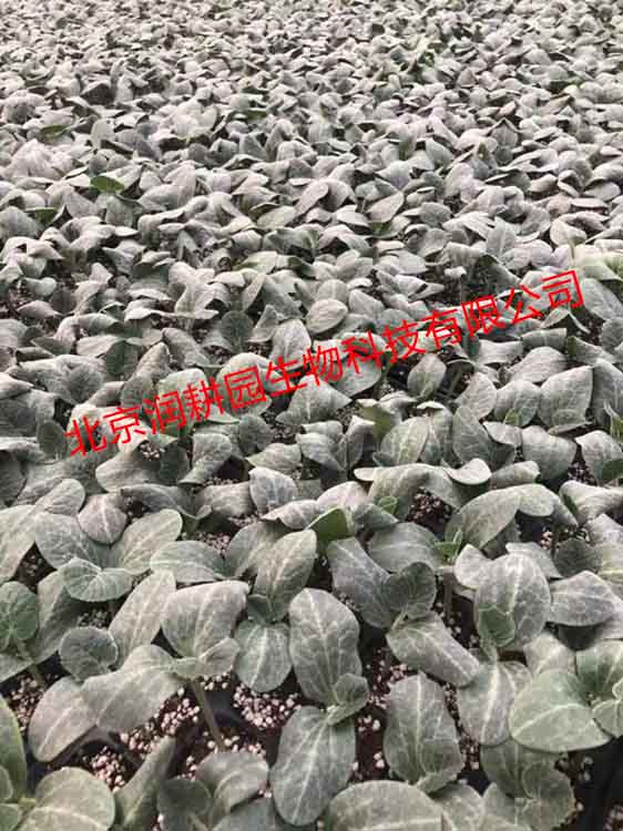强雌嫁接黄瓜种苗  早春秋延种植品种膨瓜快色泽油亮   “津早园润”