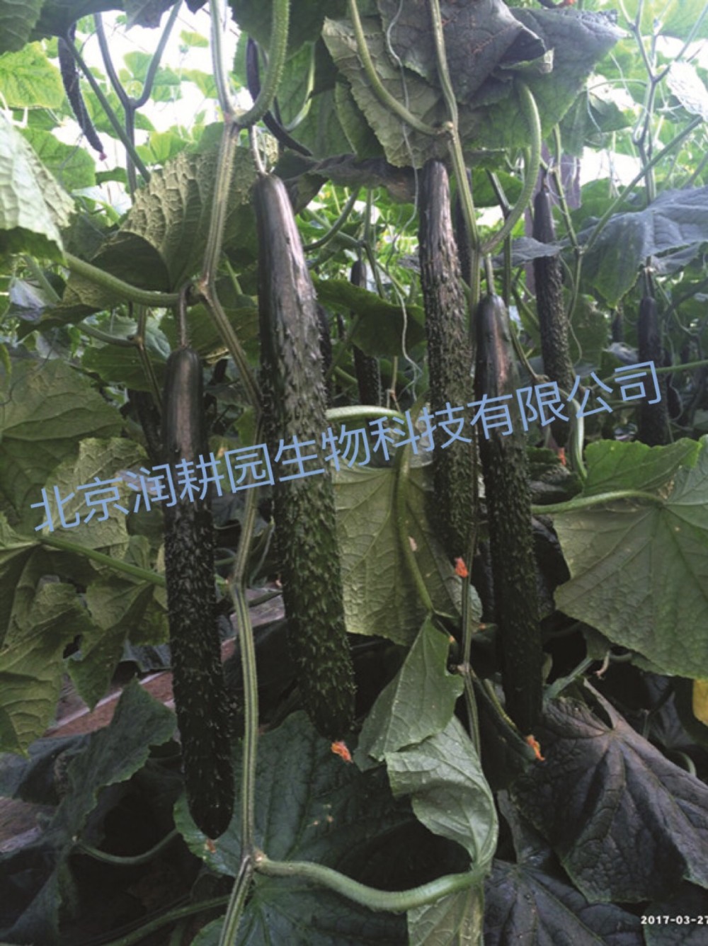 嫁接黄瓜种苗  强雌油亮 早春秋延  种植品种  膨瓜快  “津早园润”