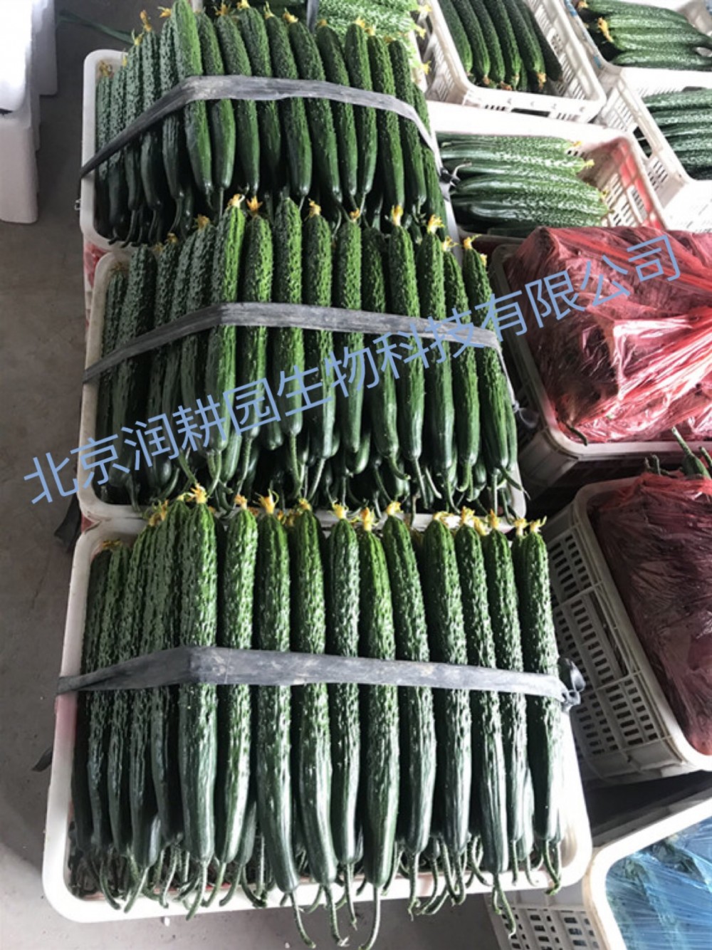 嫁 接 黄 瓜 种苗  “津早园润” 强雌油亮  抗病 高产    强雌