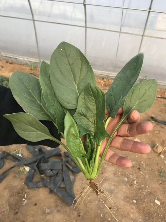 菠菜种子 丹麦进口菠菜种子 金冠王 一代杂交