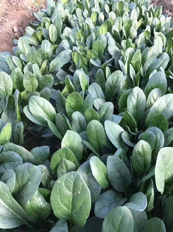 菠菜种子 丹麦菠菜种子 金冠王 进口一代杂交