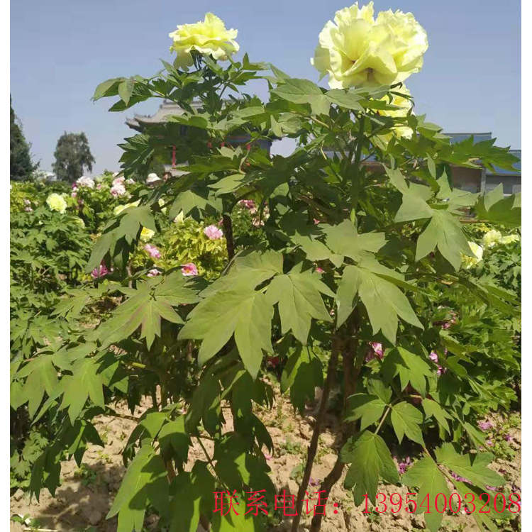 精品观赏牡丹|批发优质观赏牡丹苗|囯磊观赏牡丹花朵硕大 品种繁多