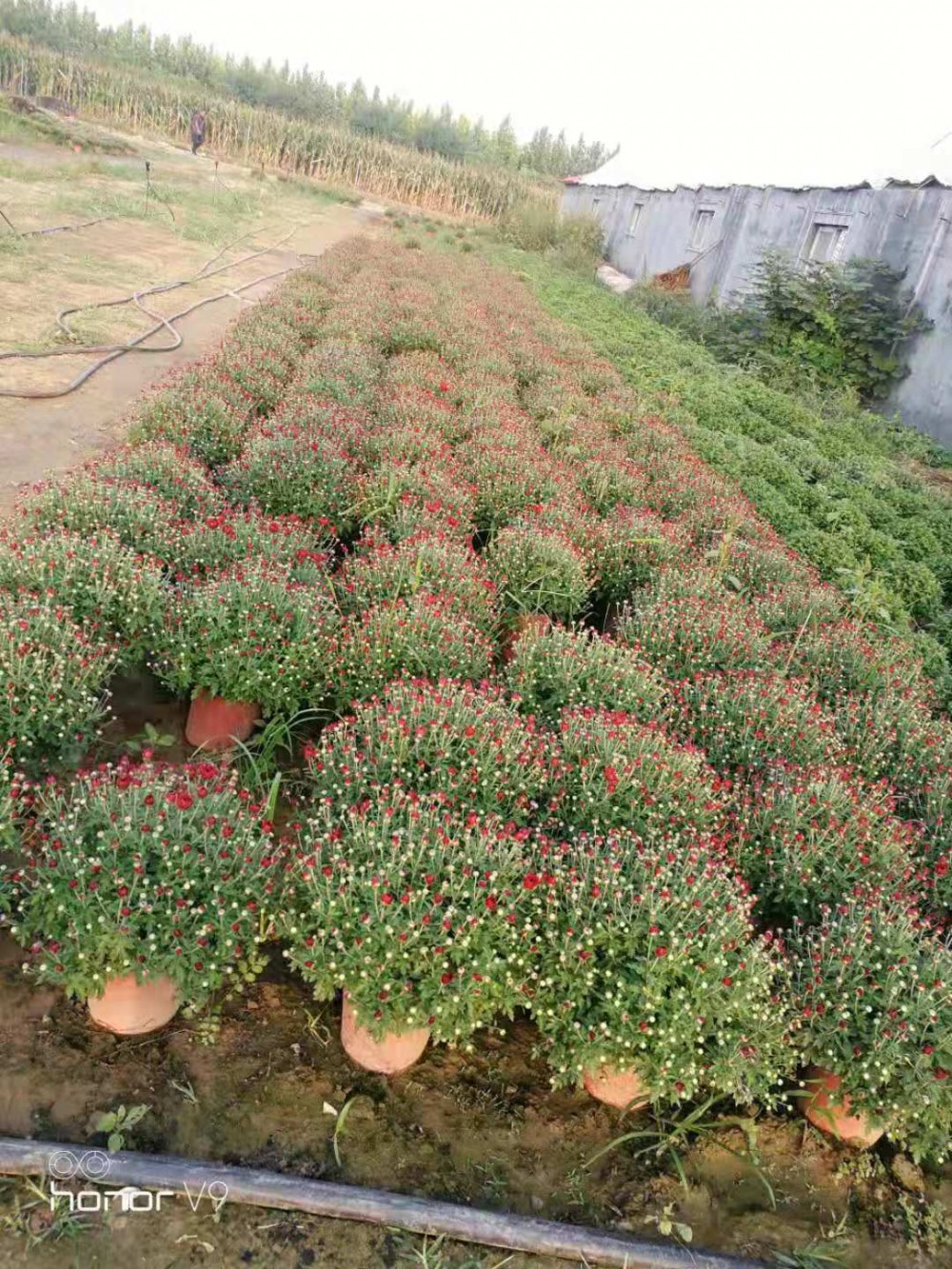 青州国庆菊千头菊万寿菊基地   基地直销