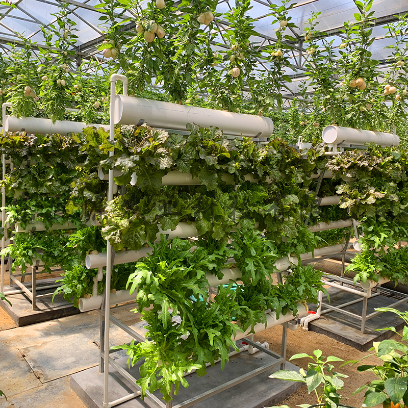 一米菜园 蔬菜种植 家庭种植 阳台种植 有机蔬菜种植 水培蔬菜