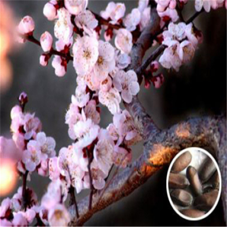 梅花种子供应-梅花种子 种植基地-梅花种子供货商-华彬