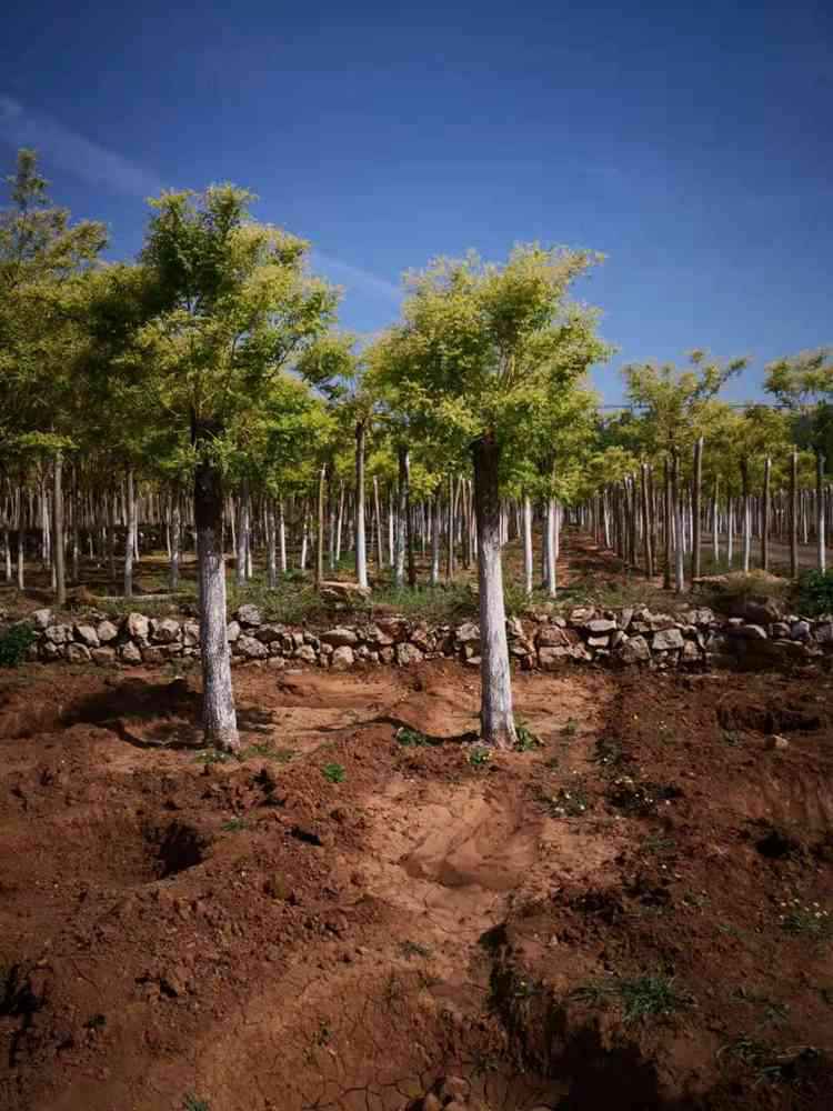 山东金枝国槐树苗批发基地 金枝槐价格——绿芸园艺