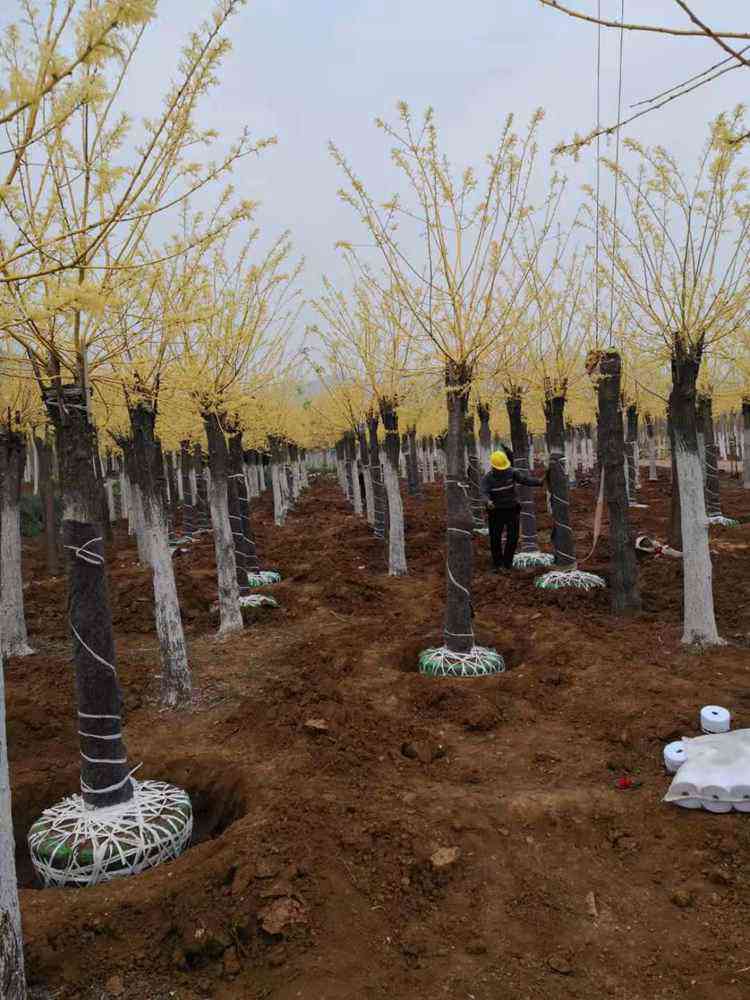绿芸供应金枝槐国槐树苗 金枝槐树苗 黄金槐树苗
