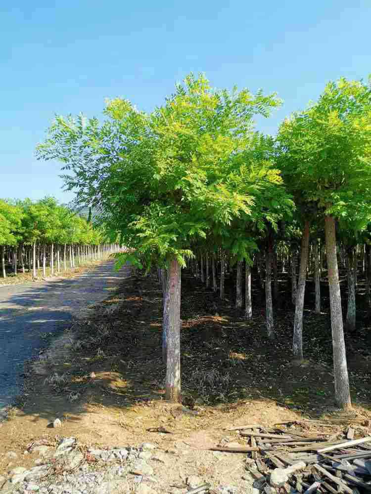 临朐金枝槐种植基地 黄金槐 金枝国槐 绿化带苗木批发