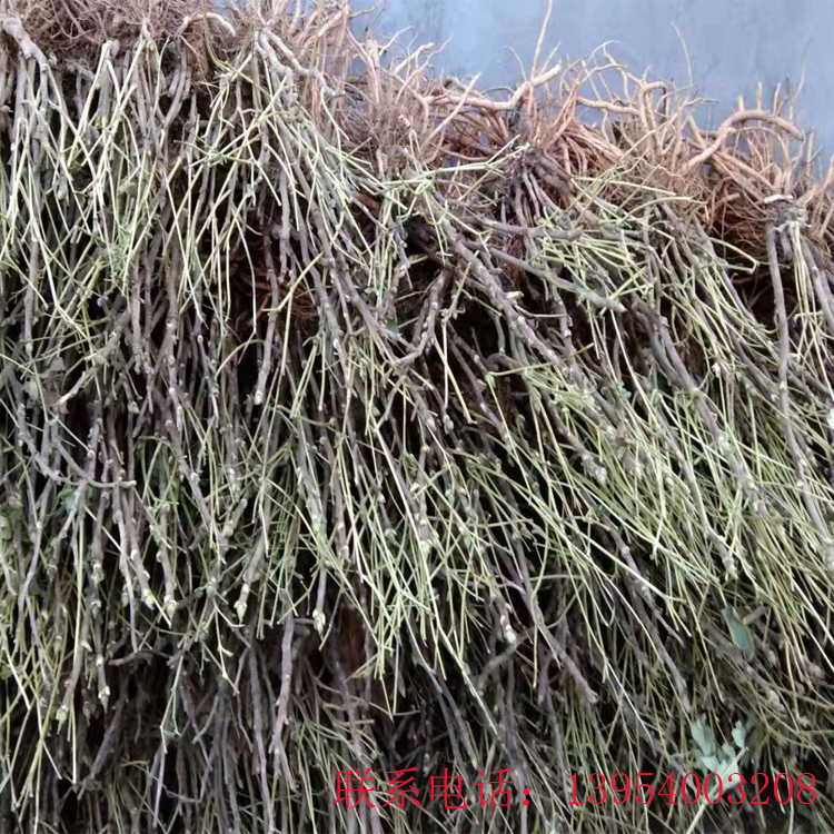 牡丹苗|牡丹苗种植|菏泽牡丹苗价格