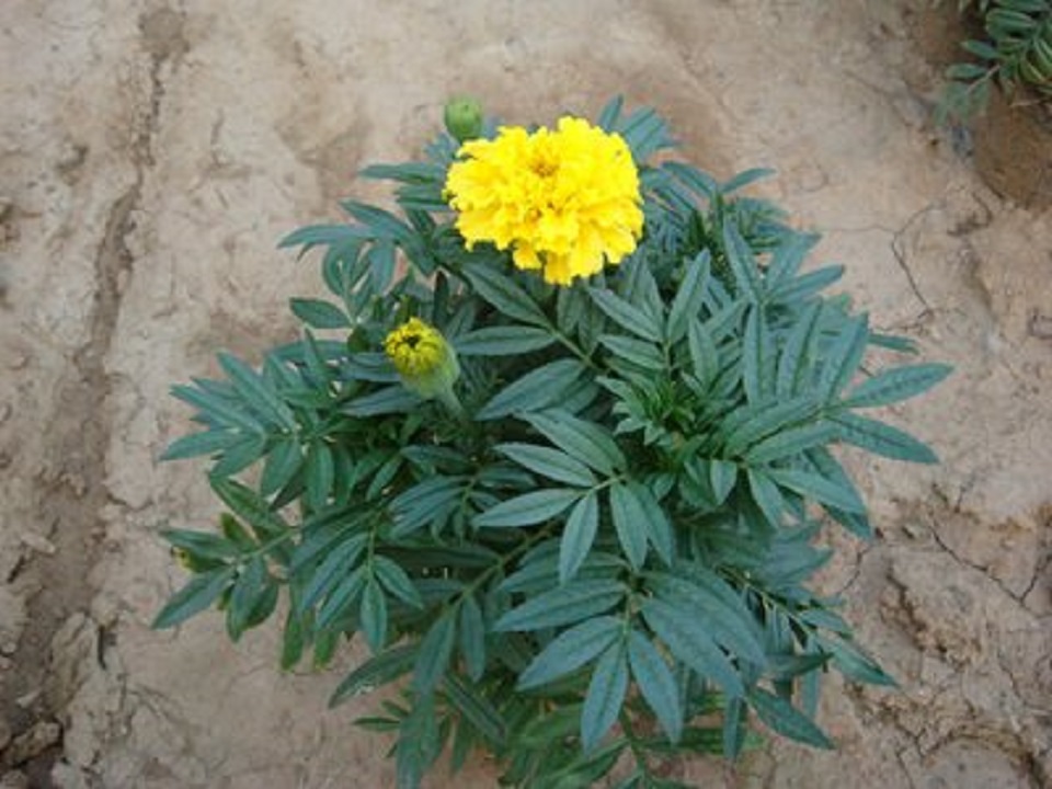 万寿菊供应商 山东万寿菊种植基地 万寿菊价格 万寿大量供应