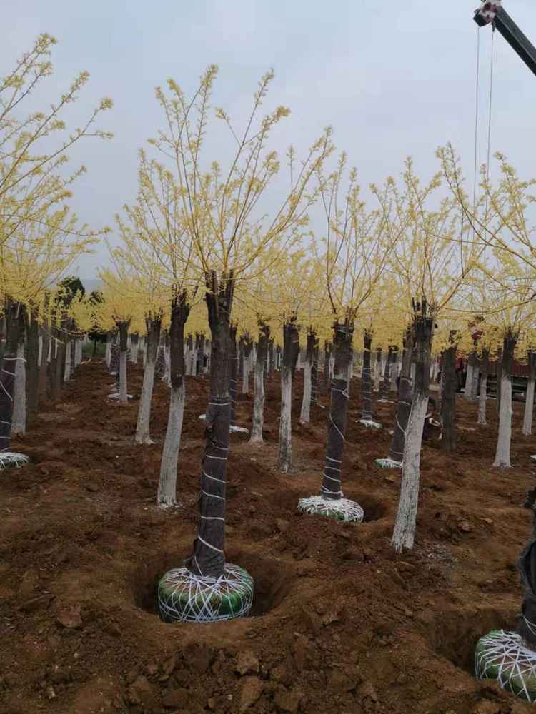 绿芸园艺场大量出售黄金槐树苗 金枝槐树苗 绿化带苗木