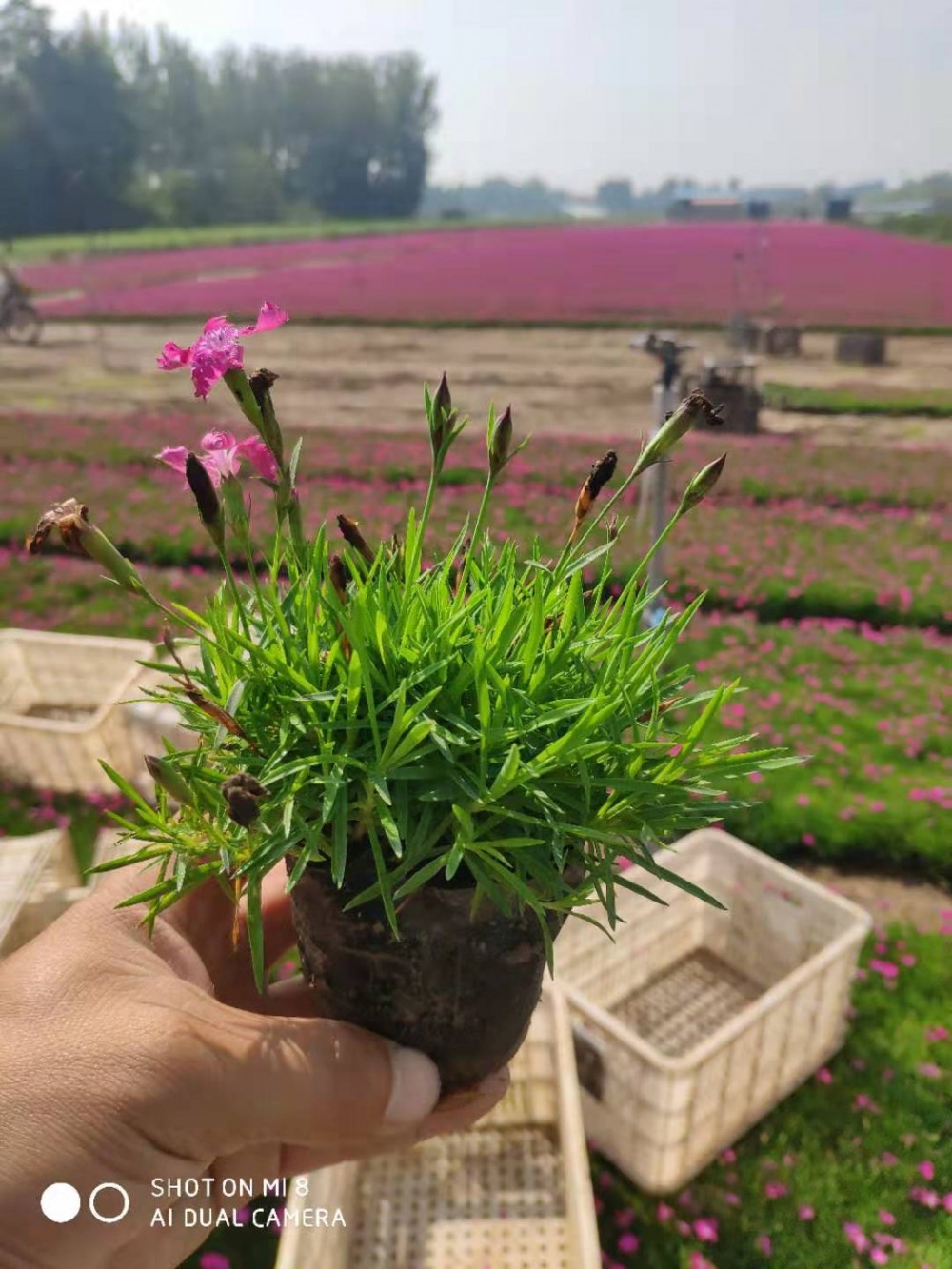 欧石竹耐寒宿根.石竹花海景观欧石竹尖叶地被欧石竹价格