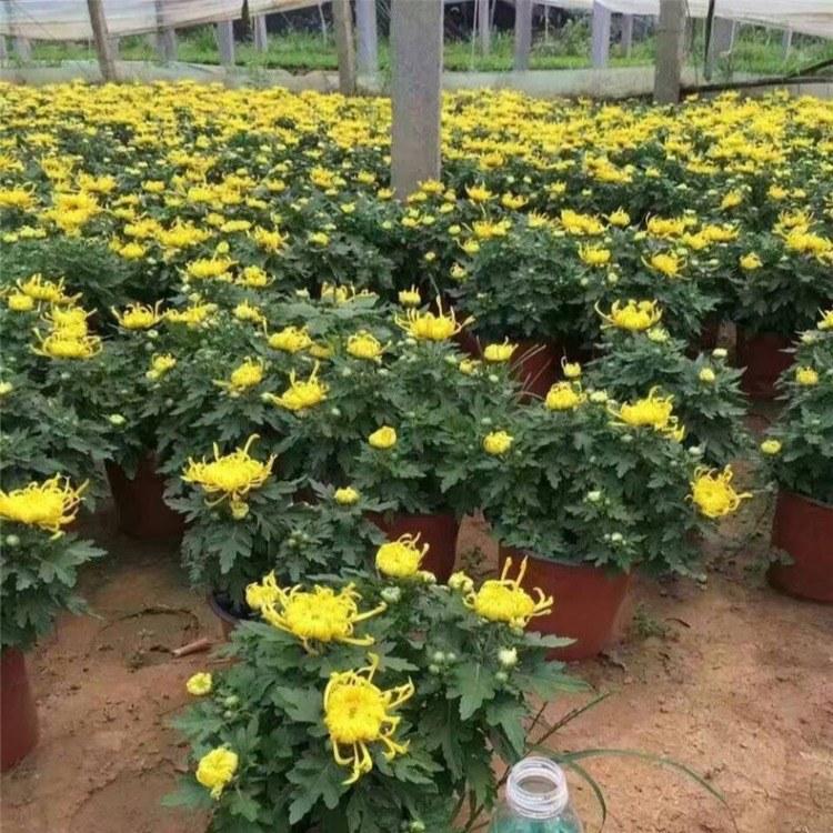 哪里有国庆菊花海种植基地-国庆菊批发-国庆菊多少钱