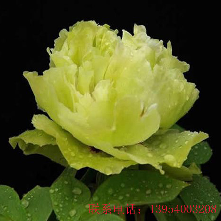 观赏牡丹价格|菏泽观赏牡丹|囯磊观赏牡丹种植基地免费提供技术支持