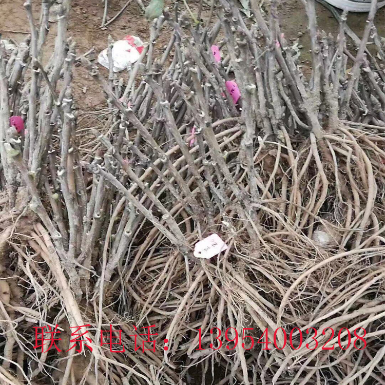 菏泽牡丹苗批发|牡丹苗价格|囯磊牡丹苗种植基地常年供应优质牡丹苗