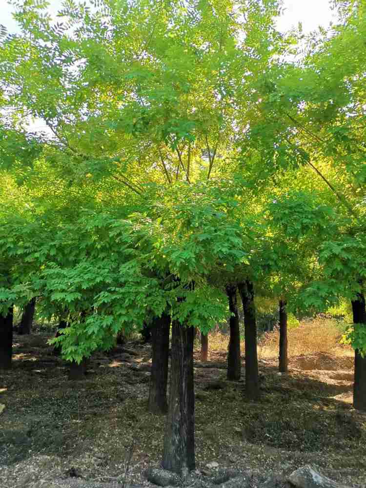 生长期的12公分金枝国槐种植基地_绿芸_金枝国槐批发价格