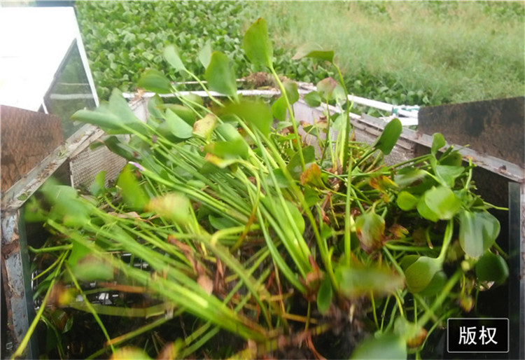 水面保洁船 水生植物收割船 效率高 成本低