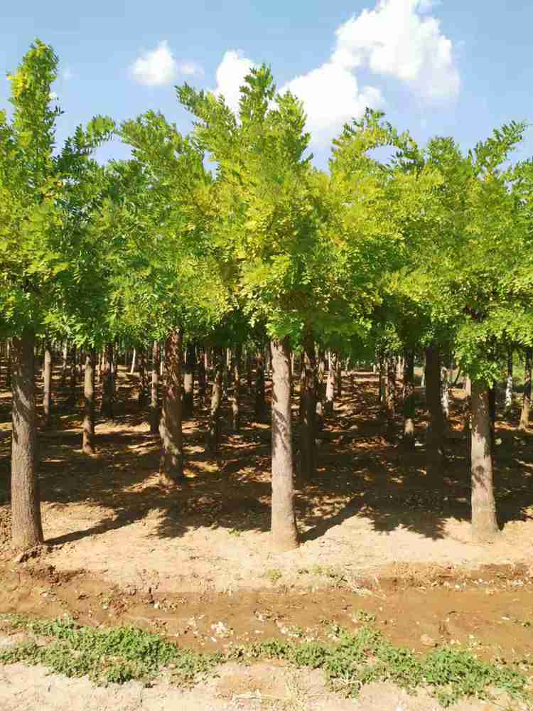 金枝槐批发 生长期15公分金枝槐种植场—绿芸