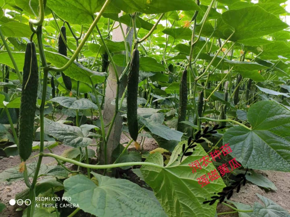 全磁油量黄瓜苗黑油量黄瓜苗强磁黄瓜苗