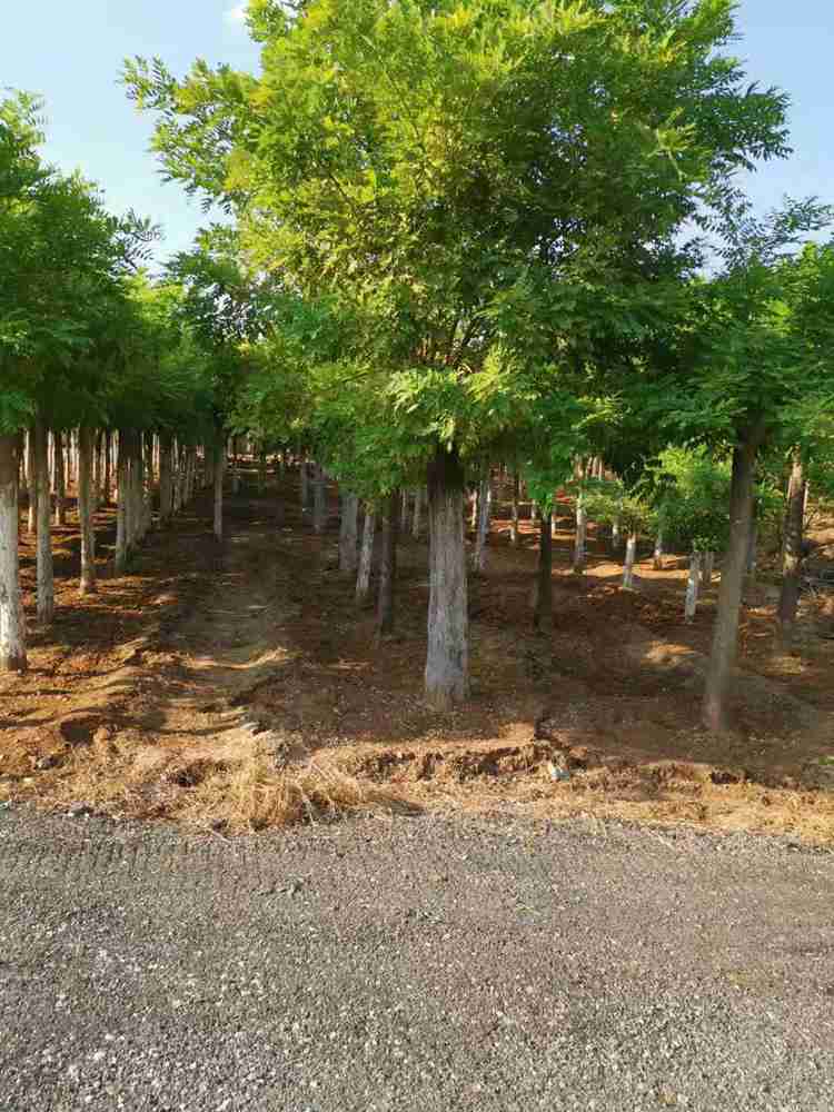 金枝槐种植场地 金枝槐批发 金枝槐价格——绿芸园艺场