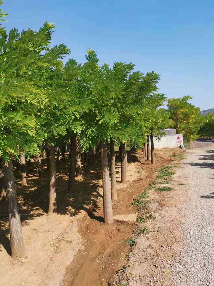 临朐金枝槐种植场 金枝槐树苗批发 价格优惠
