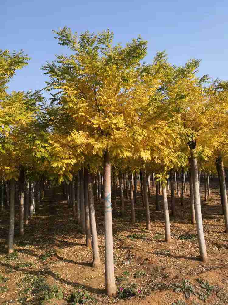 8公分金枝槐种植基地 绿芸园艺场 大量批发金枝槐树苗 质优价廉