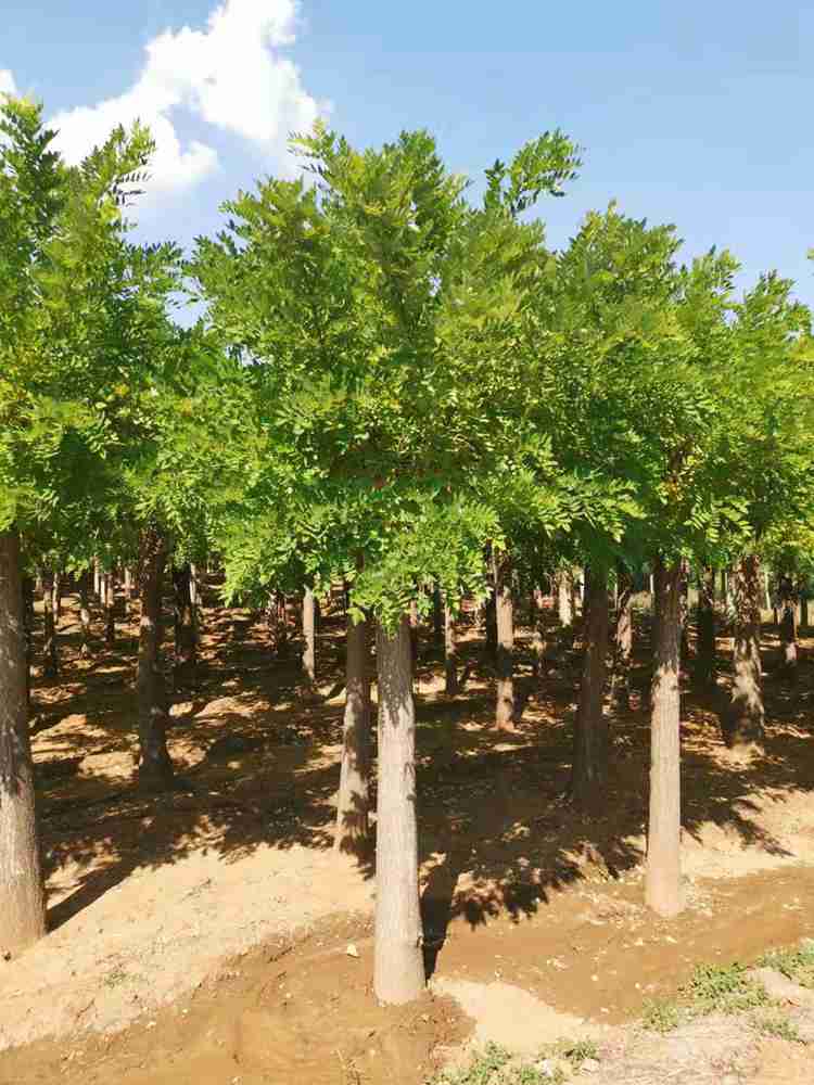 黄金槐 金枝槐 生长期15公分金枝国槐种植场—绿芸园艺场