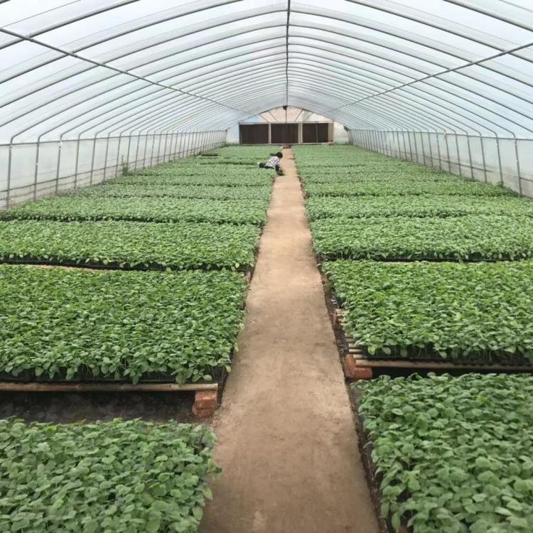 山东潍坊大量常年出售黄瓜苗批发 黄瓜苗供应商