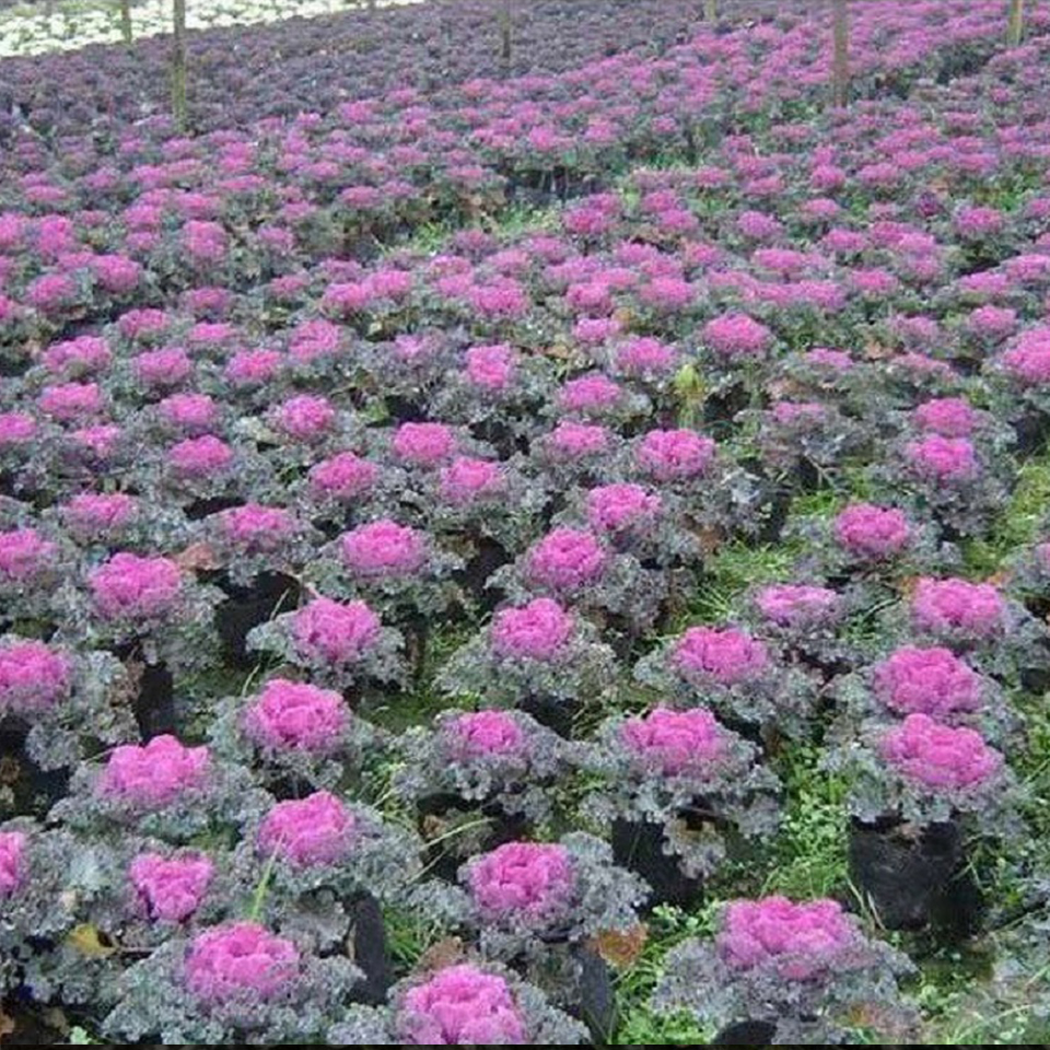 羽衣甘蓝批发  时令草花   羽衣甘蓝种植基地